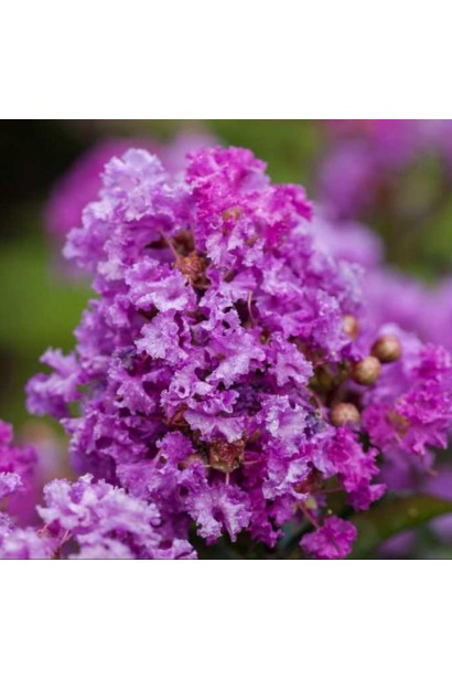 Лагерстремія Петіт Орчід